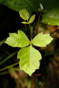 MOTHER EARTH NEWS Article Questions, Observations and Advice Image